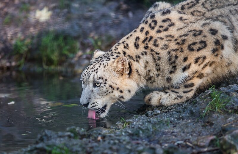 Snow Leopard Drinking Water — White