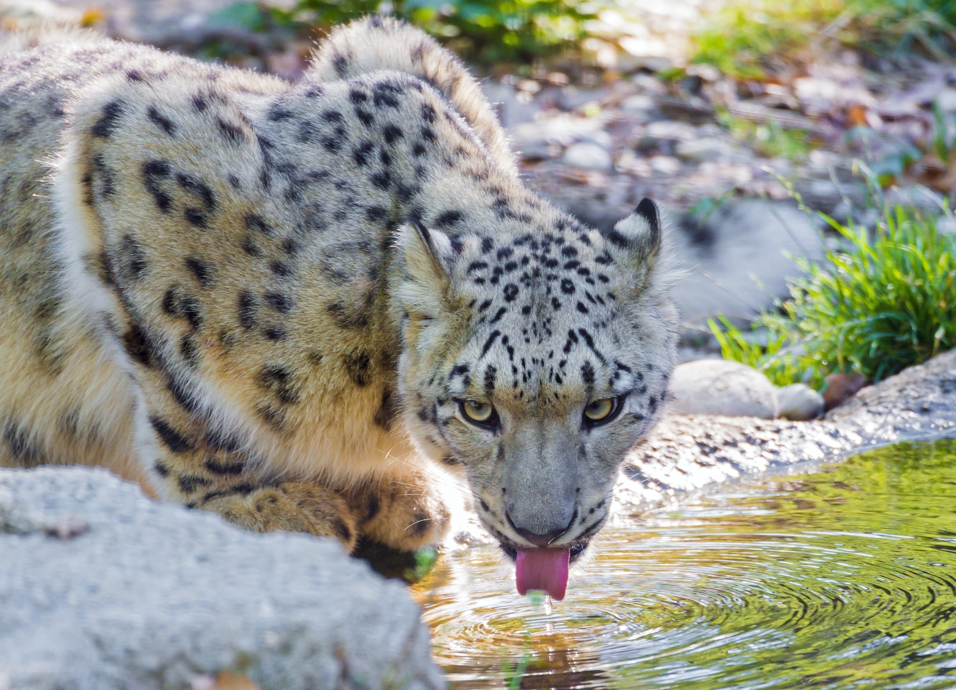 snow leopard drinking water