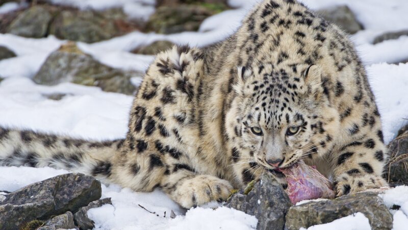 Snow Leopard Eating Meat