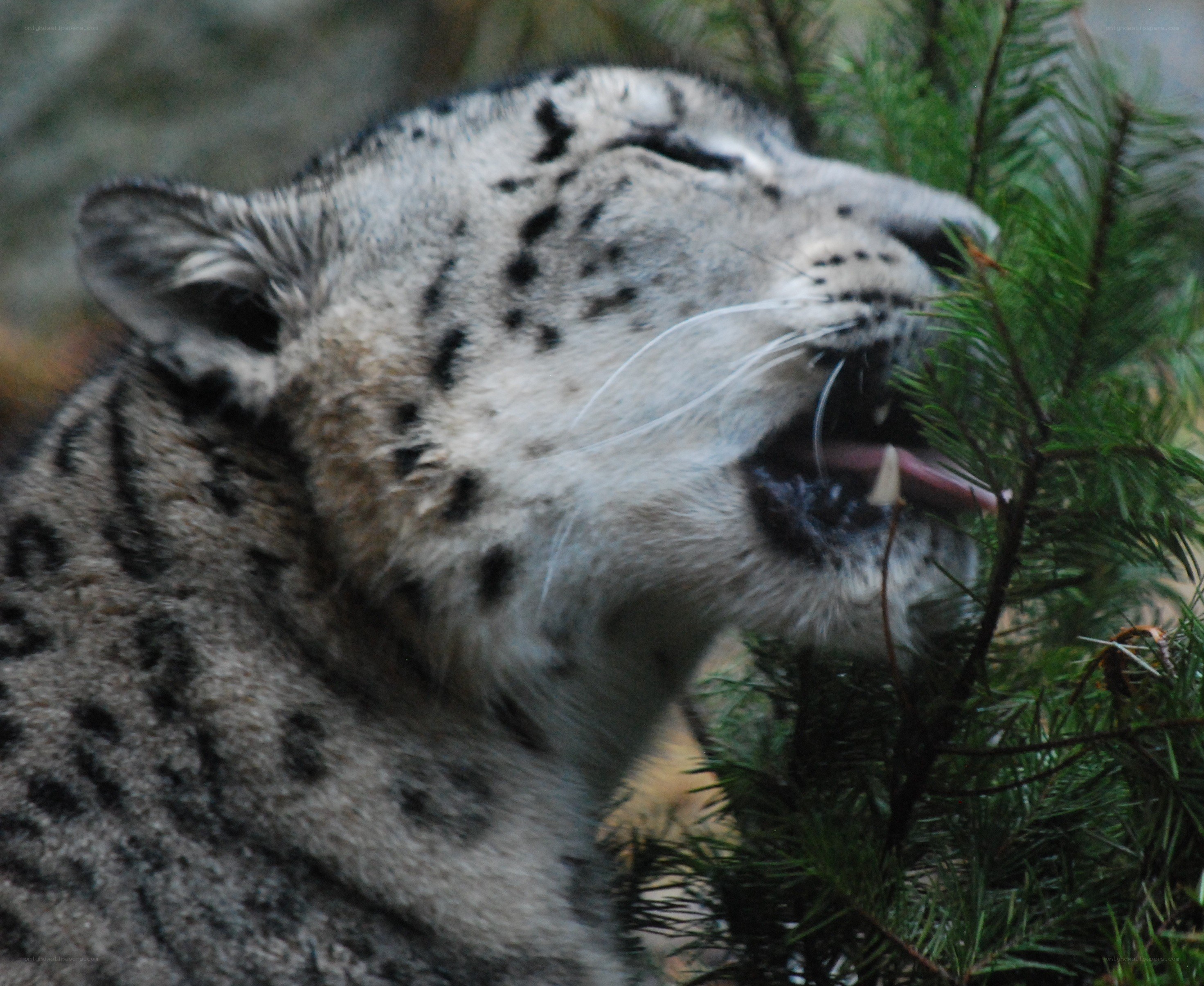 snow leopard eating pine needles