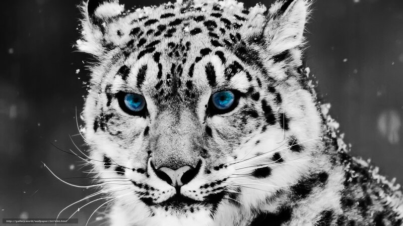 Snow Leopard Face — Black, Dramatic, Winter