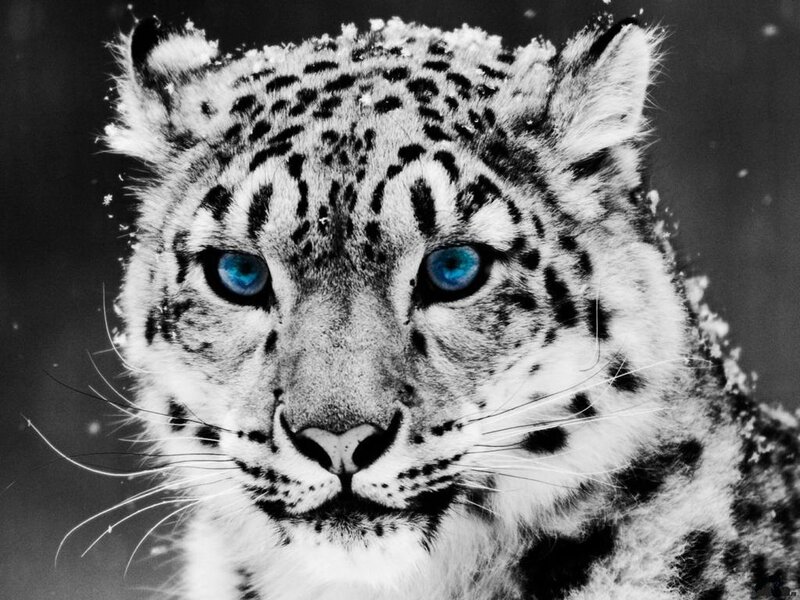 Snow Leopard Face — Black, Intense