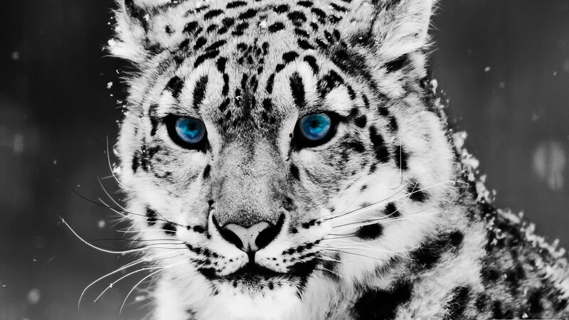 Snow Leopard Face — Black, Intense, Winter, Photograph