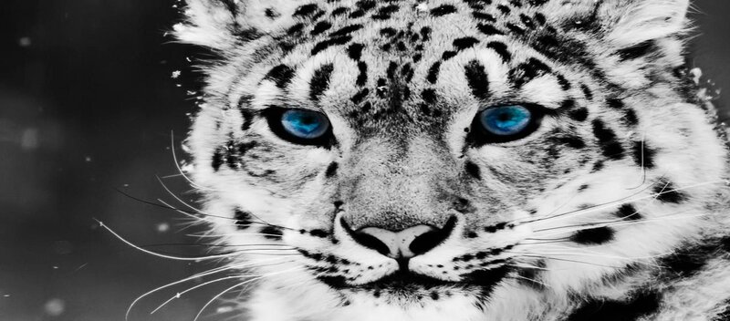 Snow Leopard Face — Black