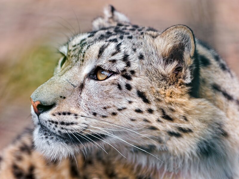 Snow Leopard Face — Gray, Alert, Photograph