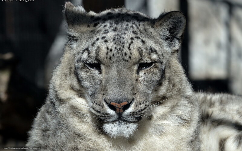 Snow Leopard Face — Gray, Calm, Photograph