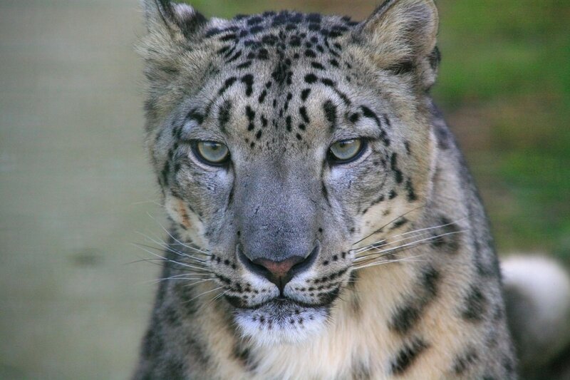 Snow Leopard Face — Gray, Calm, Photograph, Whiskers, Green Eyes
