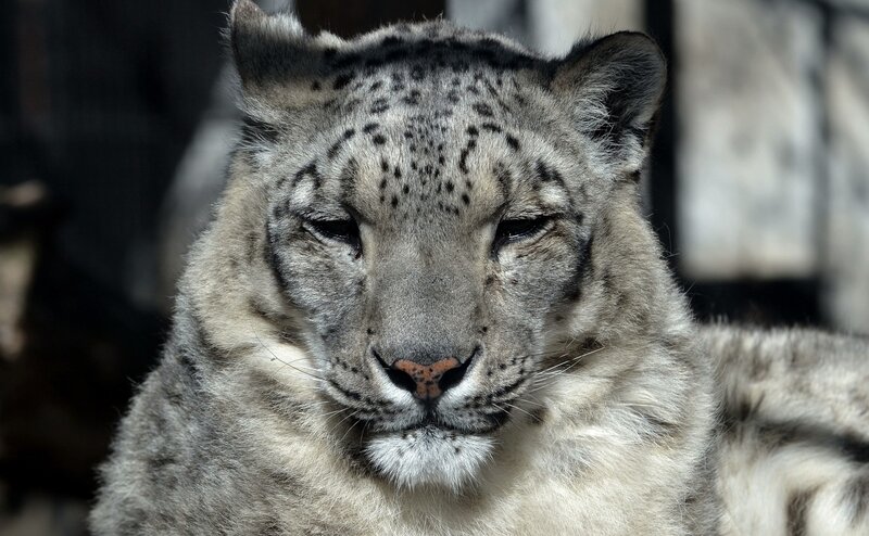 Snow Leopard Face — Gray, Calm