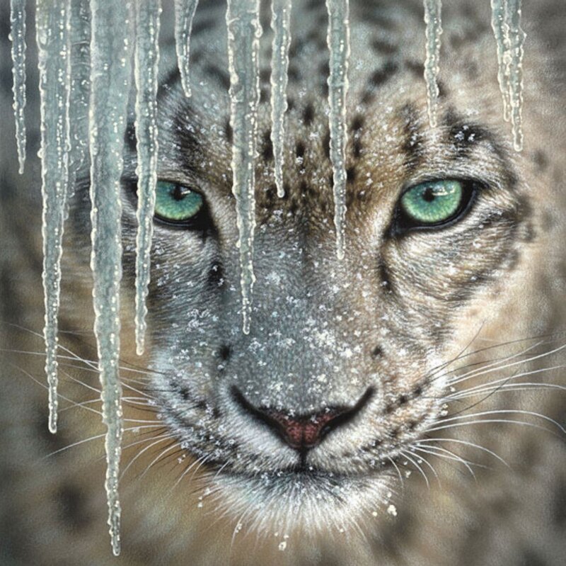 Snow Leopard Face — Gray, Cold