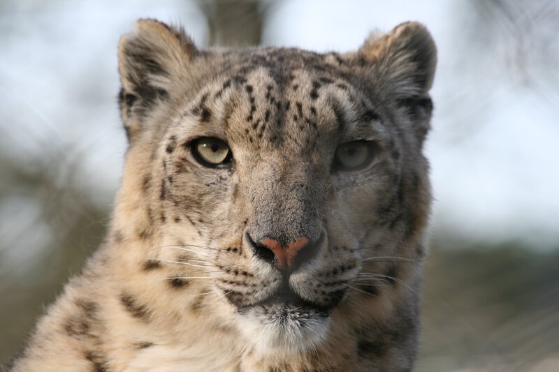 Snow Leopard Face — Gray, Intense, Photograph, Eyes
