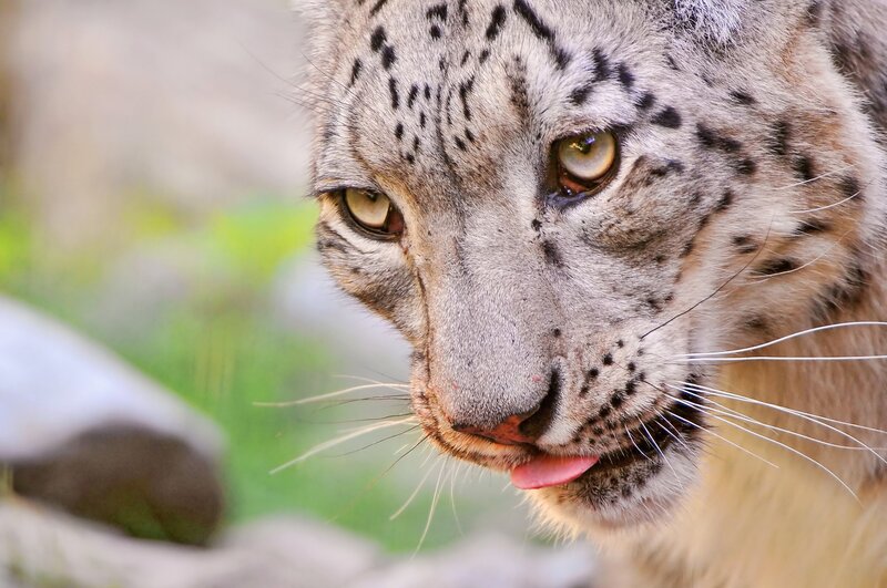Snow Leopard Face — Gray, Intense, Photograph