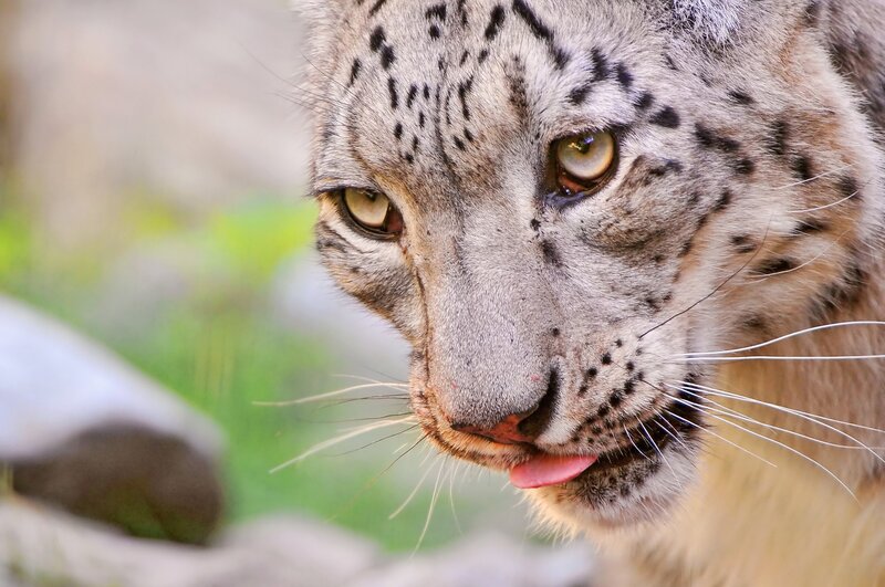 Snow Leopard Face — Gray, Intense
