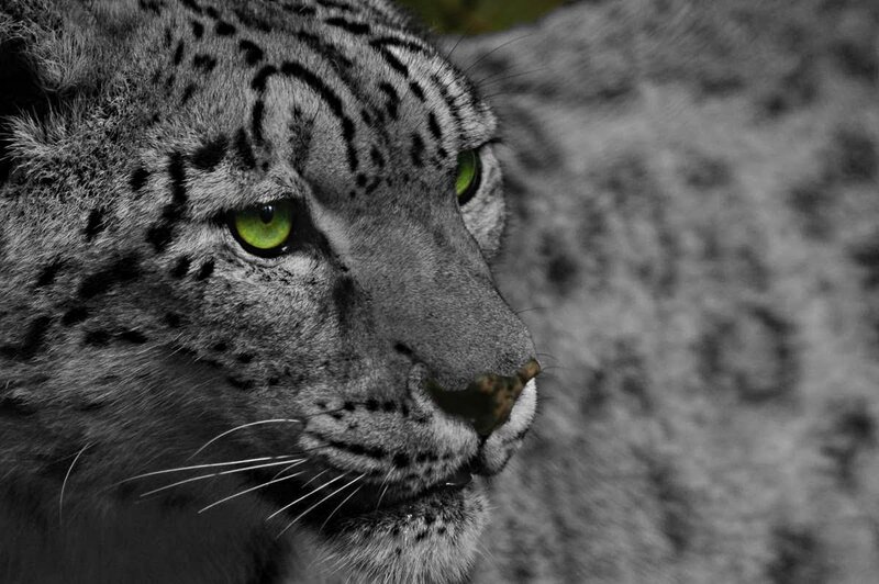 Snow Leopard Face — Gray