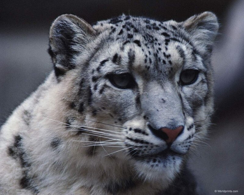Snow Leopard Face — White, Calm, Photograph