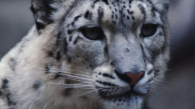Snow Leopard Face — White, Calm
