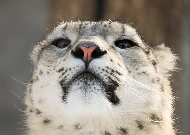 Snow Leopard Face — White, Curious