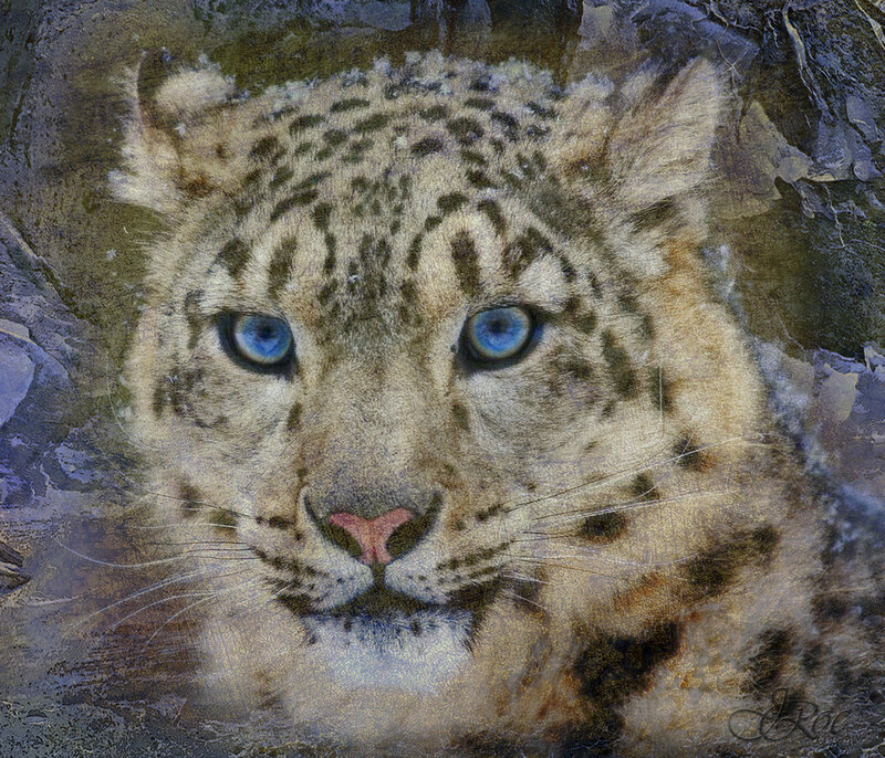 Snow Leopard Face — White, Intense, Digital Art