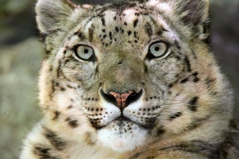 Snow Leopard Face — White, Intense, Photograph, Eyes, Fur