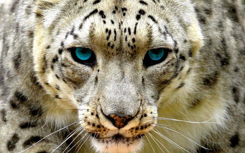 Snow Leopard Face — White, Intense, Photograph, Eyes