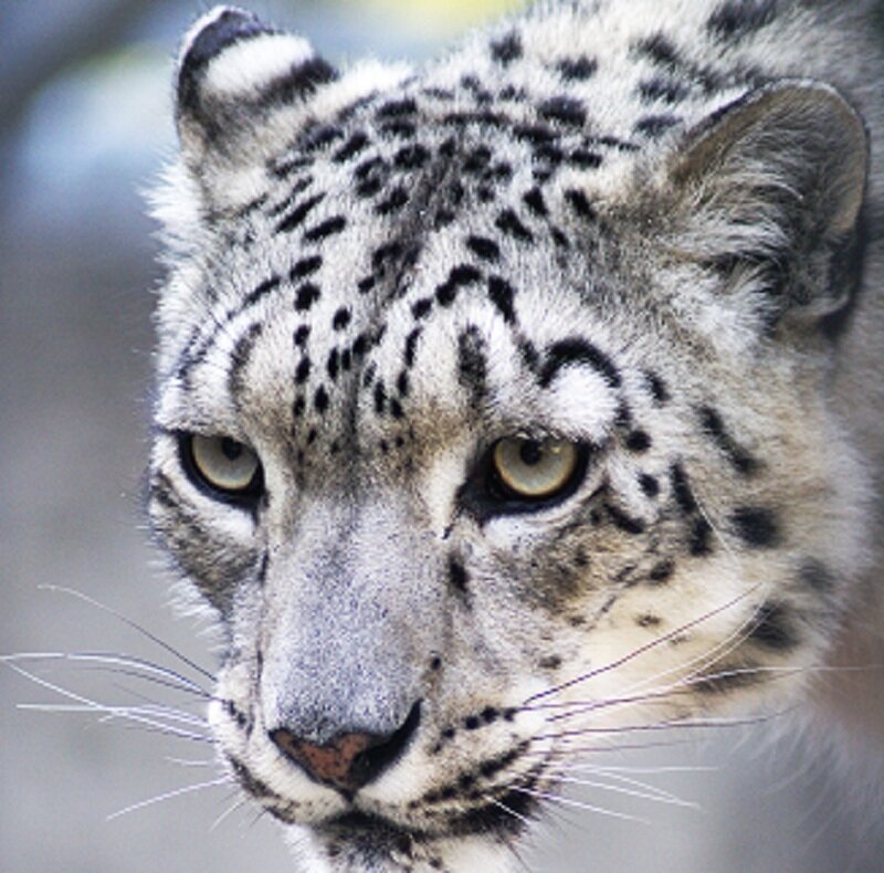 Snow Leopard Face — White, Intense, Photograph, Eyes, Whiskers, Spots, Black