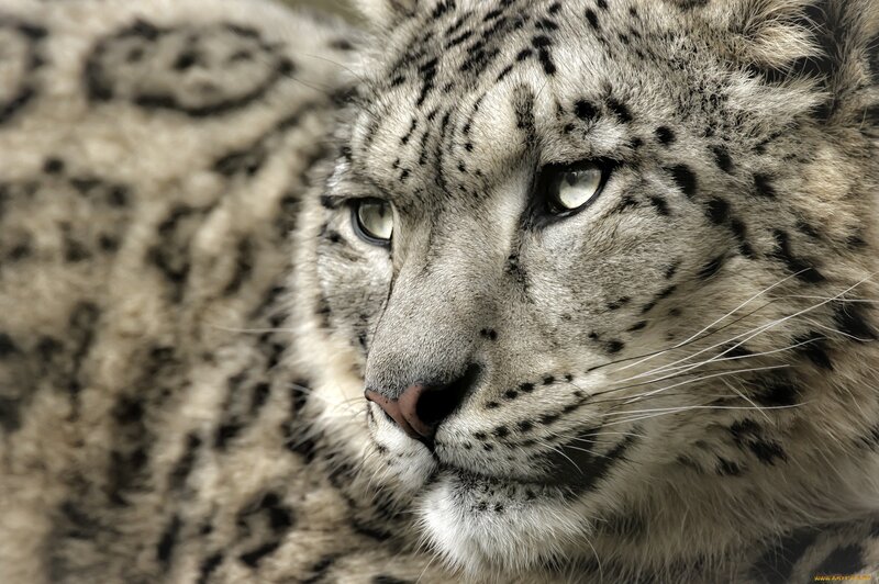 Snow Leopard Face — White, Intense, Photograph, Fur