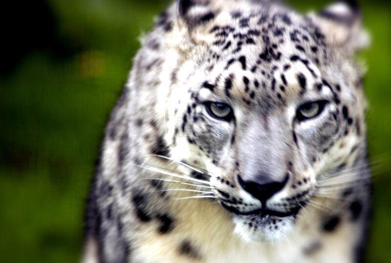Snow Leopard Face — White, Intense, Photograph, Green Background