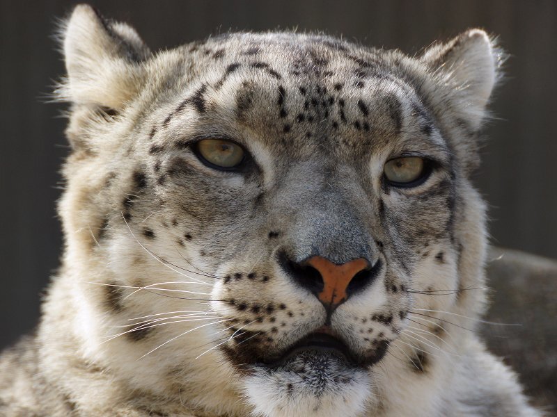 Snow Leopard Face — White, Intense, Photograph