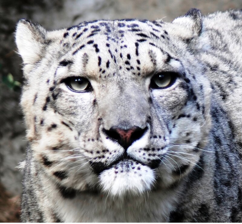 Snow Leopard Face — White, Intense, Photograph, Whiskers, Eyes