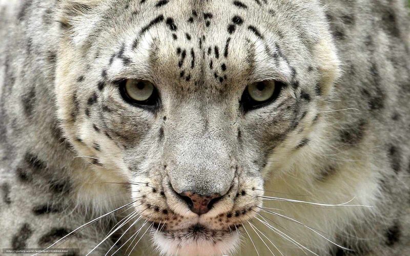 Snow Leopard Face — White, Intense, Photograph, Whiskers