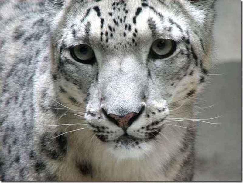 Snow Leopard Face — White, Intense