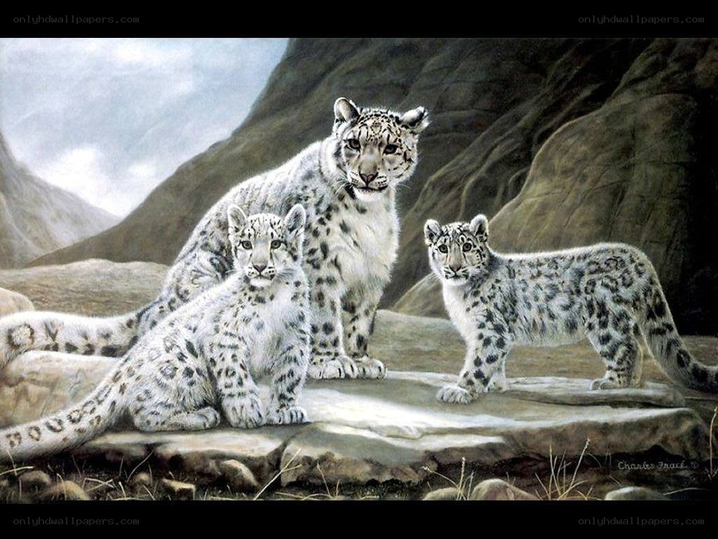 Snow leopard family portrait