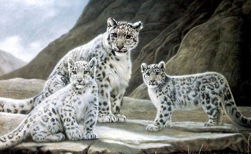 Snow leopard family portrait