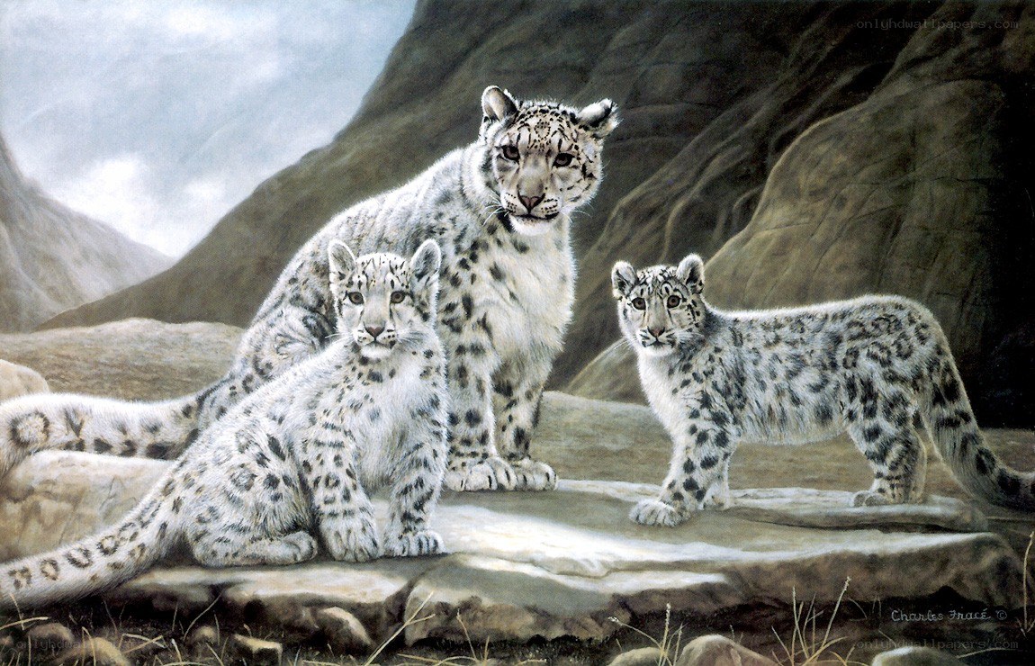 Snow leopard family portrait