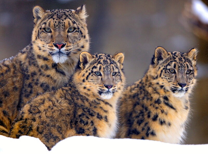 Snow Leopard Family