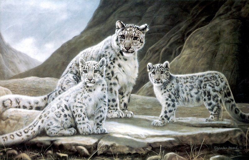 Snow Leopard Family — White, Serene