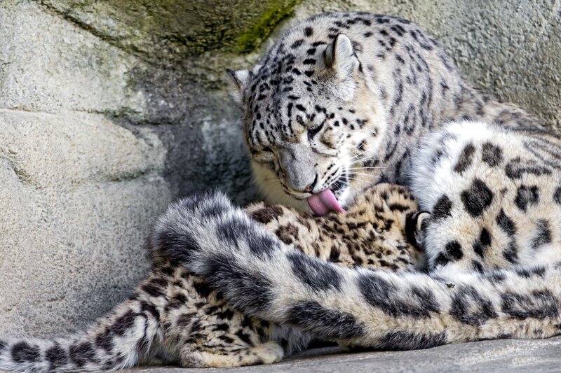 Snow Leopard Grooming Cub
