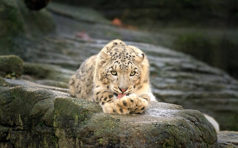 Snow leopard grooming on rock