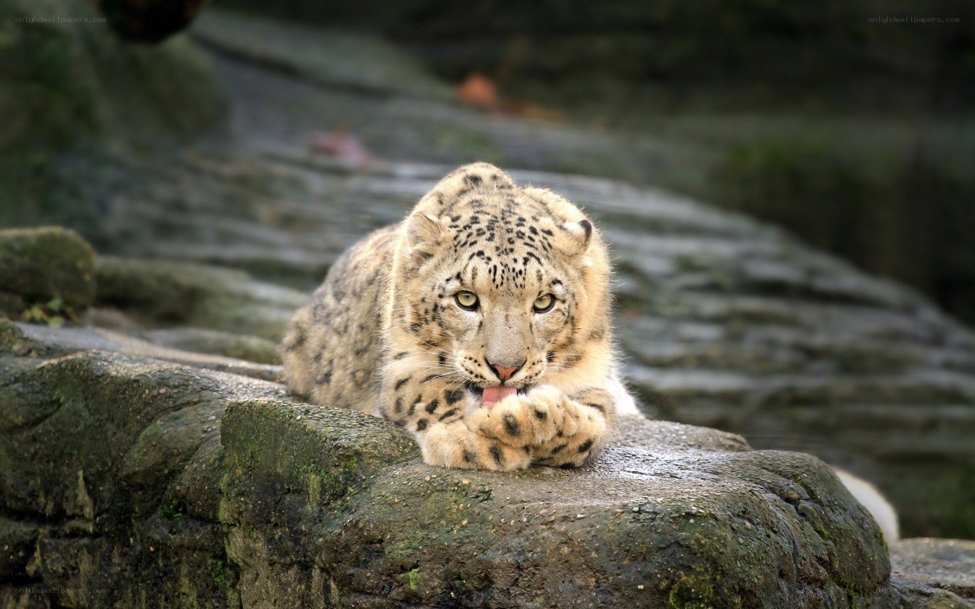 Snow leopard grooming on rock