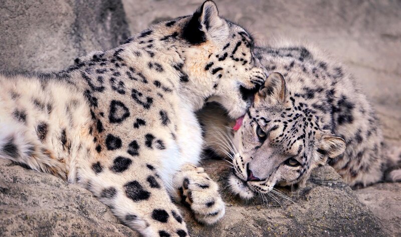 Snow Leopard Grooming