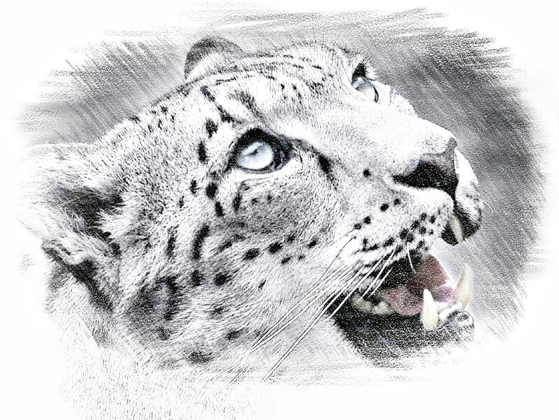 Snow Leopard Head — Black