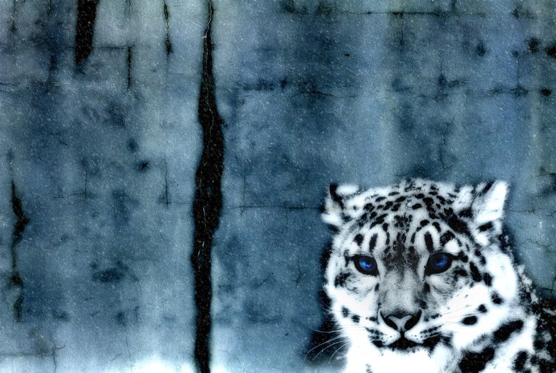 Snow Leopard Head — Blue, Dramatic