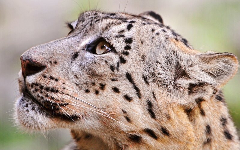 Snow Leopard Head — Gray, Alert, Photograph