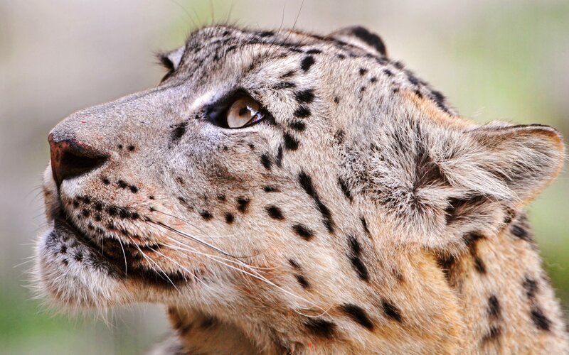 Snow Leopard Head — Gray, Alert