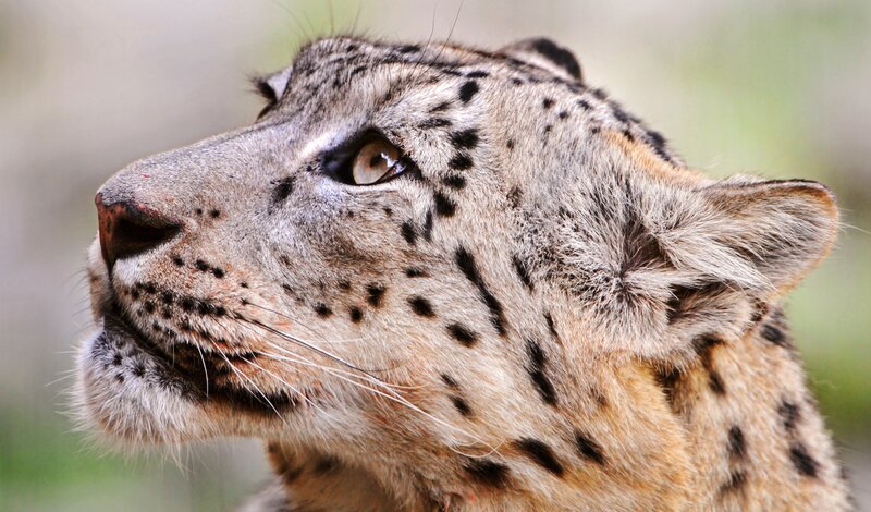 Snow Leopard Head — Gray