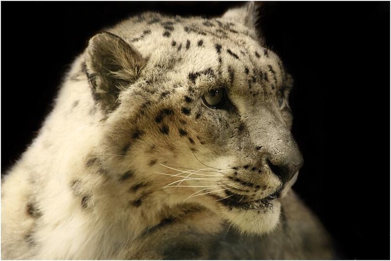 Snow Leopard Head