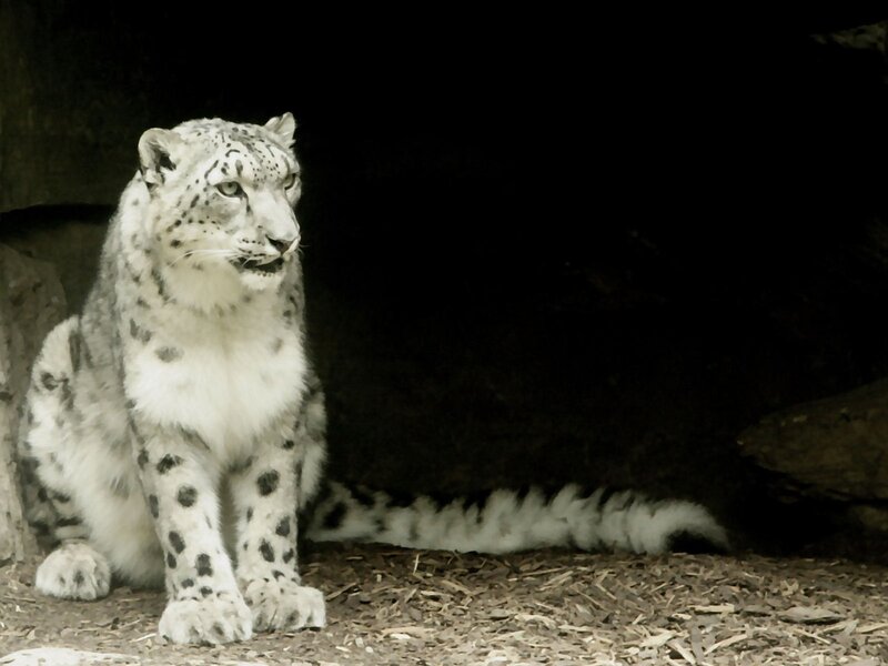 Snow leopard in a cave