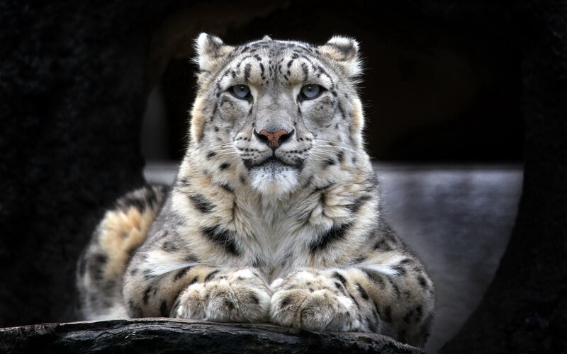 Snow leopard in a cave