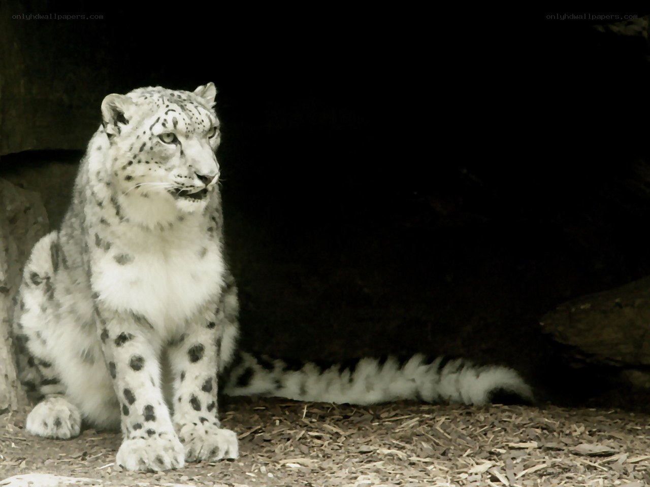 Snow leopard in a cave
