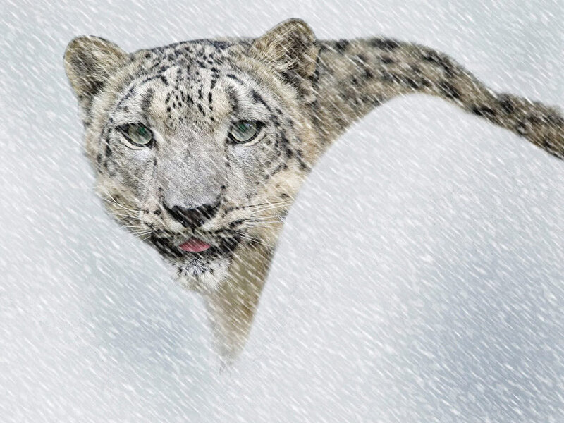 Snow leopard in a snowstorm