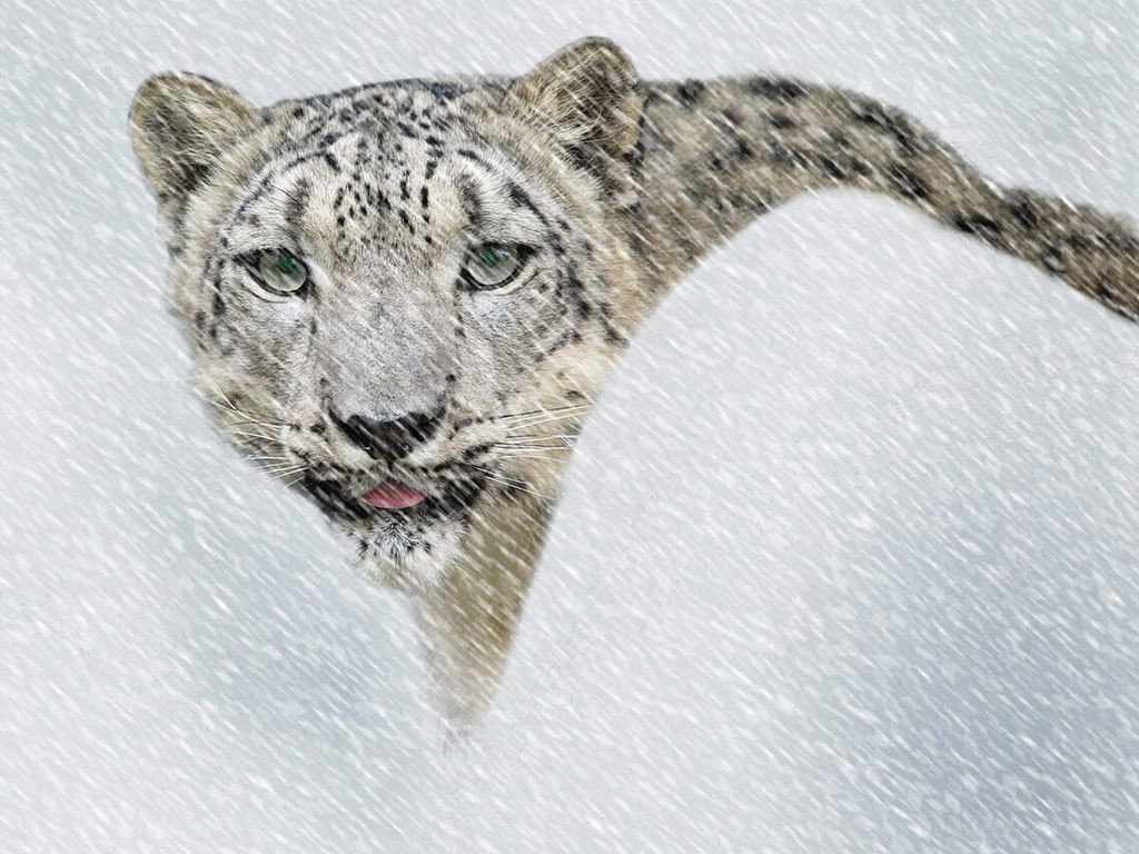 Snow leopard in a snowstorm